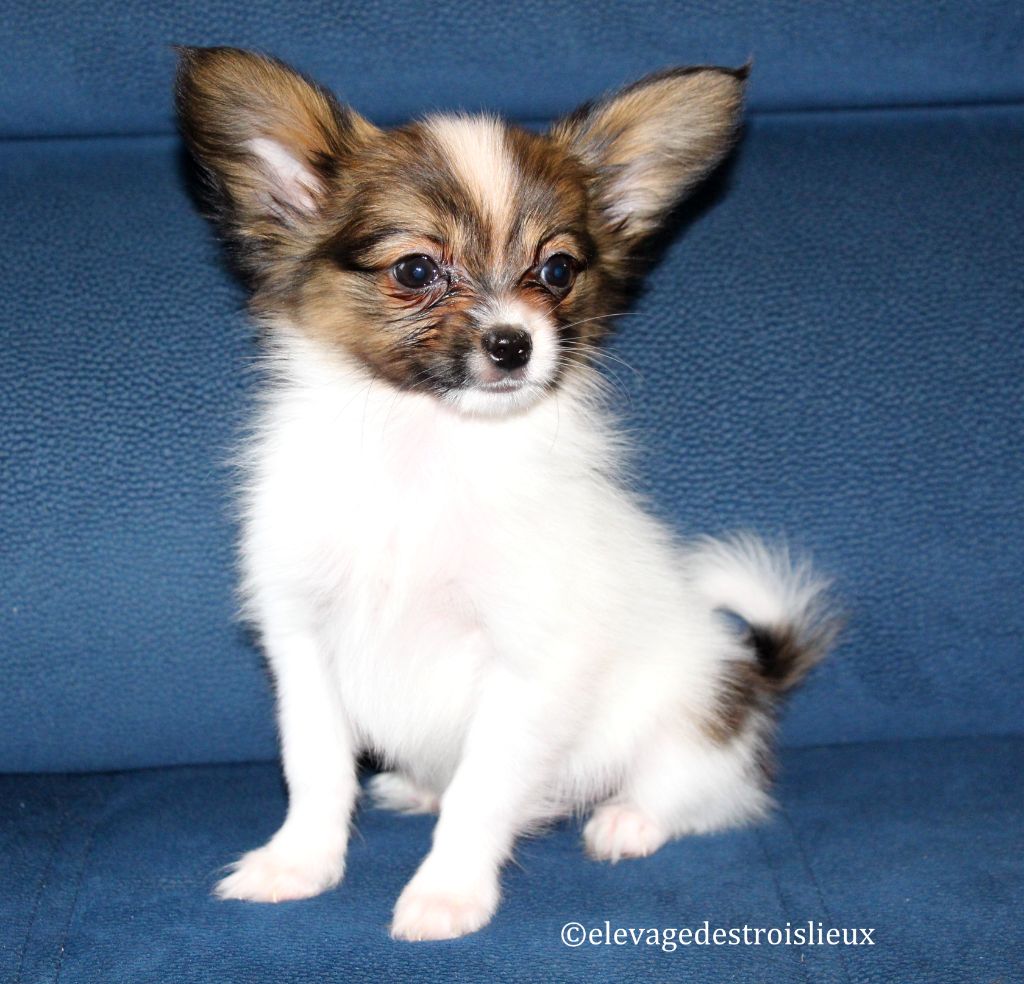 Des Trois Lieux - Chiot disponible  - Epagneul nain Continental (Papillon)