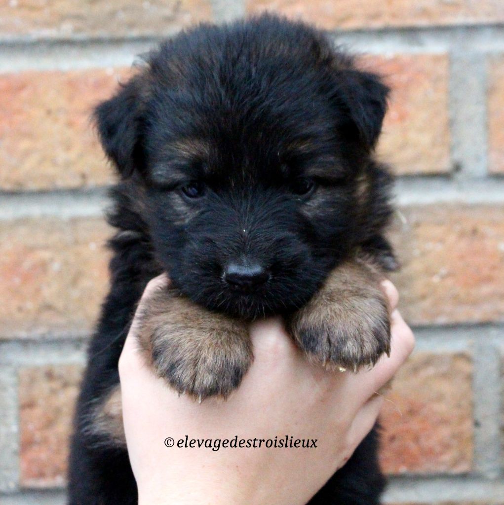 Des Trois Lieux - Chiot disponible  - Berger Allemand