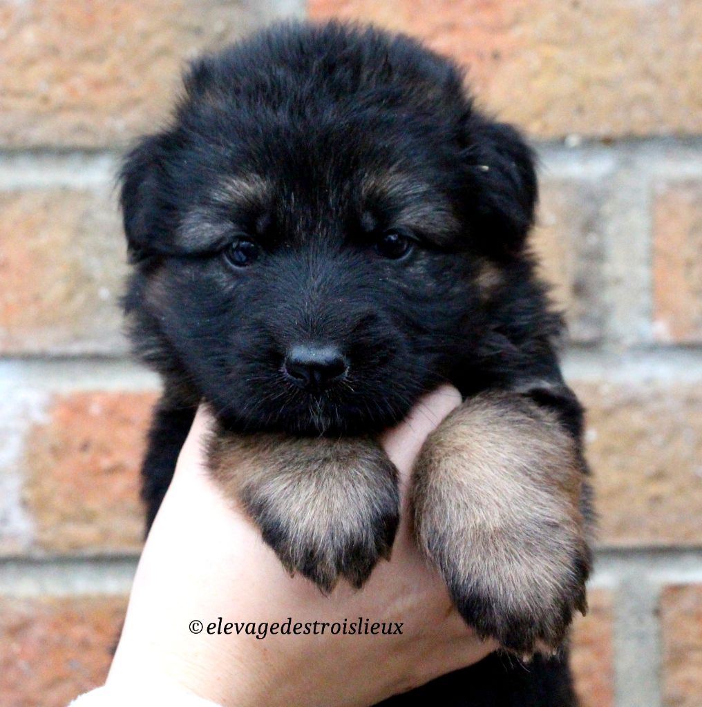 Des Trois Lieux - Chiot disponible  - Berger Allemand