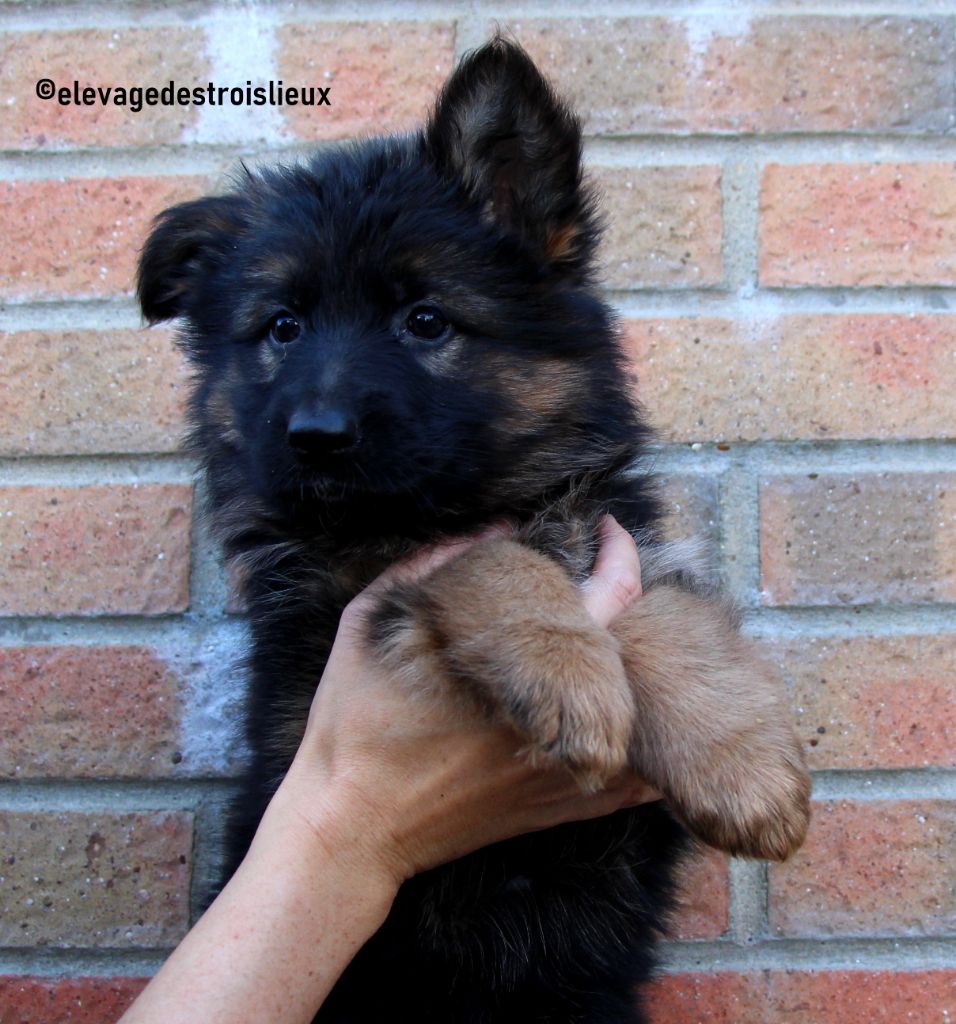 Des Trois Lieux - Chiot disponible  - Berger Allemand