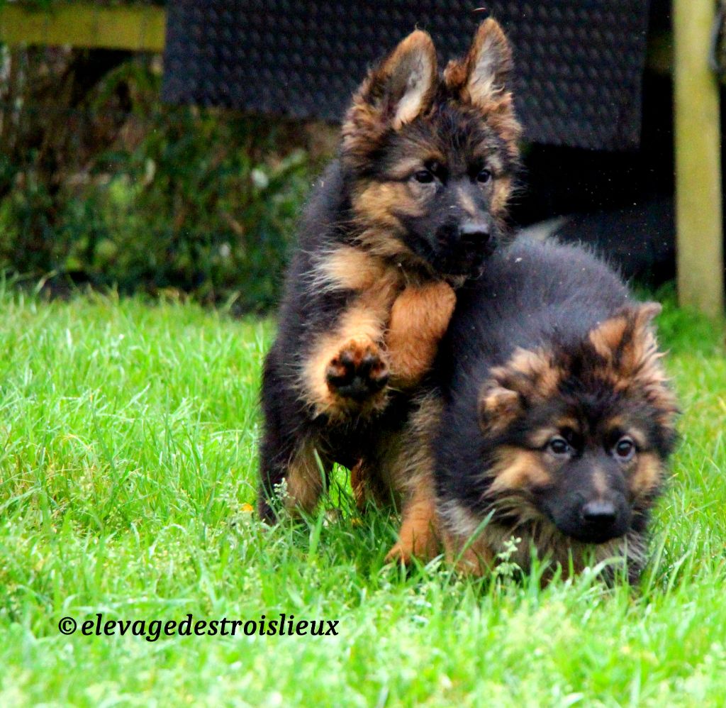 Des Trois Lieux - Chiot disponible  - Berger Allemand