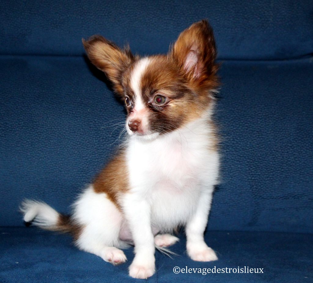 Des Trois Lieux - Chiot disponible  - Epagneul nain Continental (Papillon)