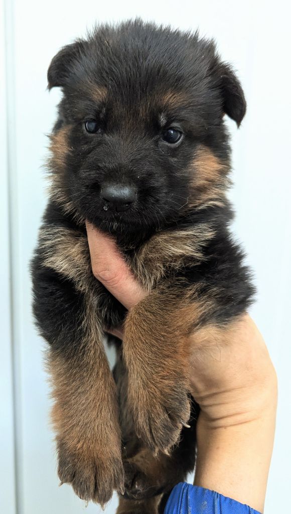 Des Trois Lieux - Chiot disponible  - Berger Allemand