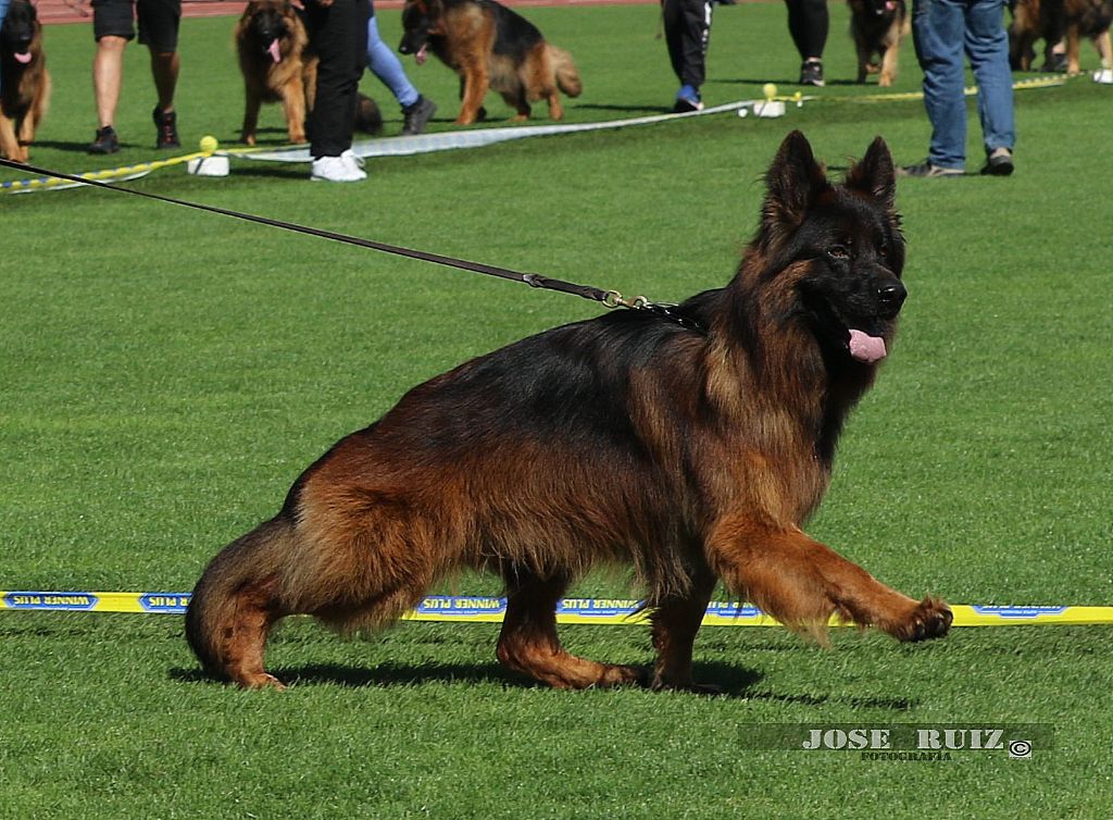 CH. Urus du val de yazo