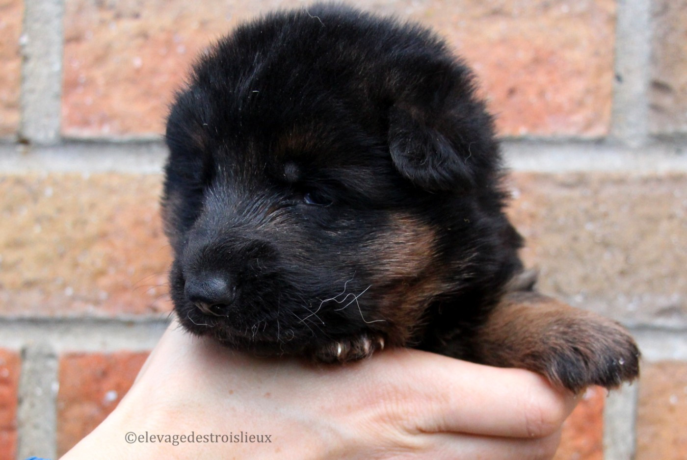 Des Trois Lieux - Chiots disponibles - Berger Allemand