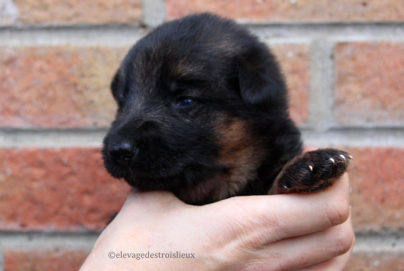 Des Trois Lieux - Chiots disponibles - Berger Allemand