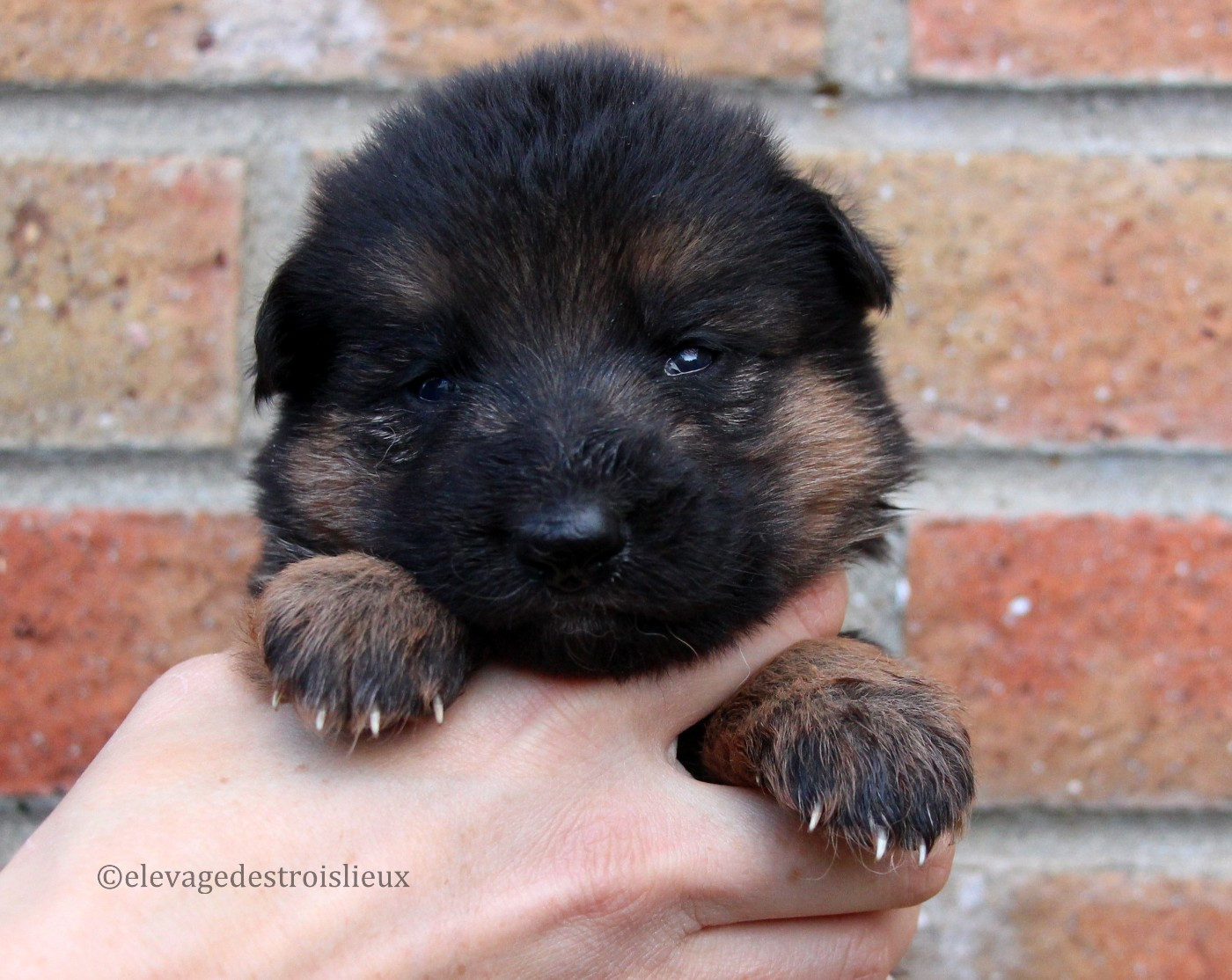 Des Trois Lieux - Chiots disponibles - Berger Allemand