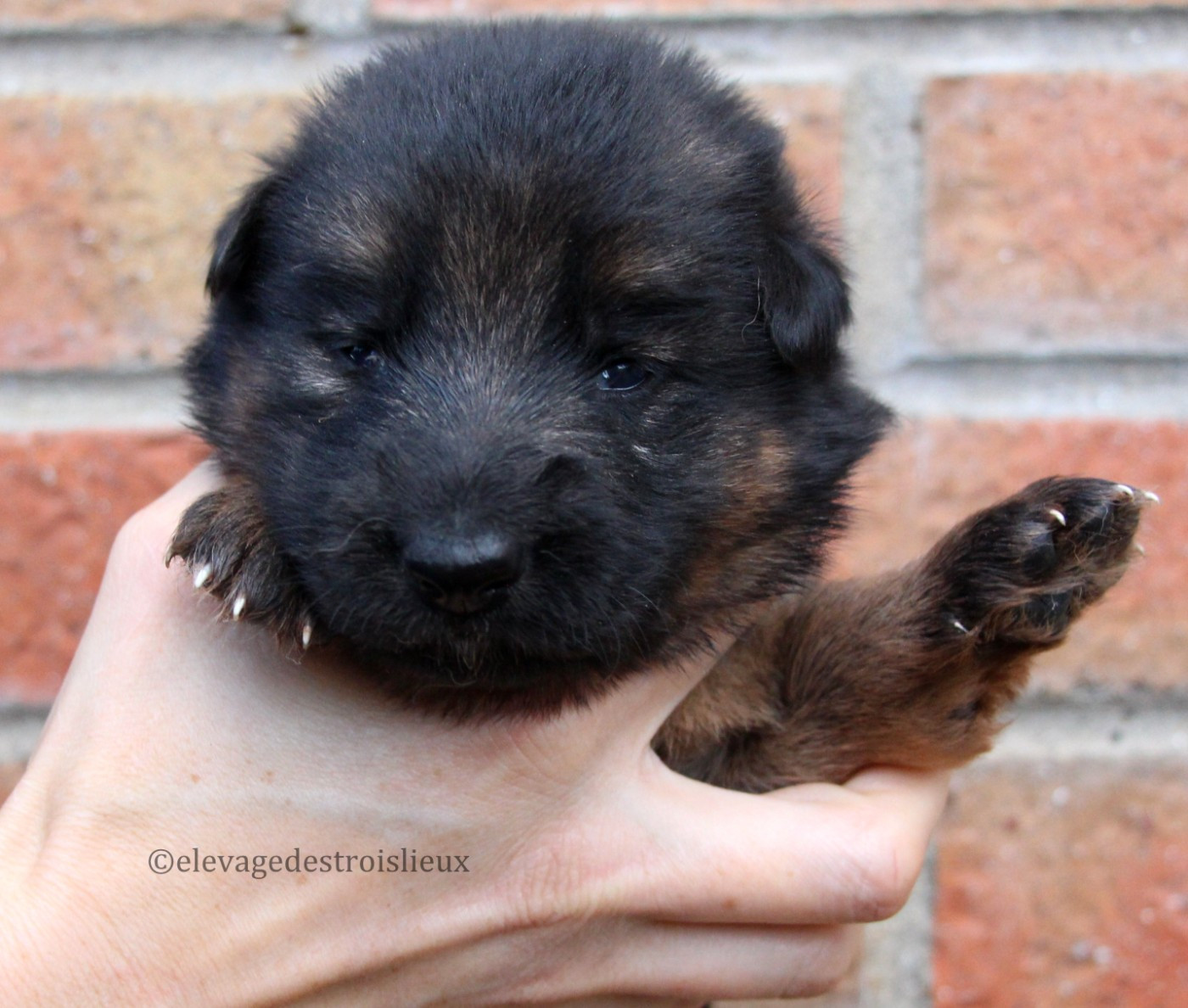 Des Trois Lieux - Chiots disponibles - Berger Allemand