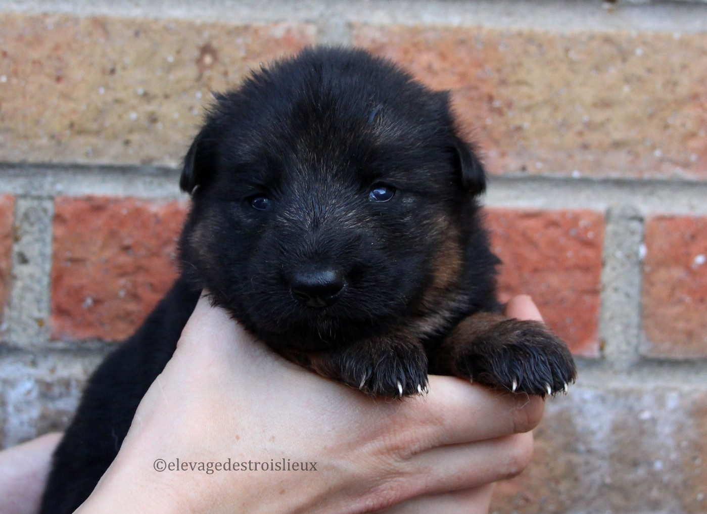 Des Trois Lieux - Chiots disponibles - Berger Allemand