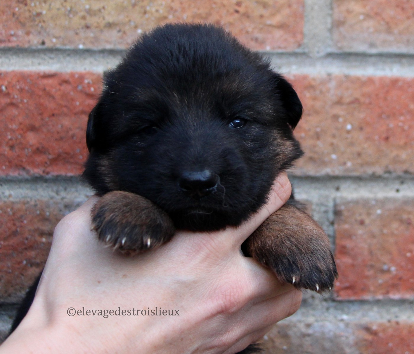 Des Trois Lieux - Chiots disponibles - Berger Allemand