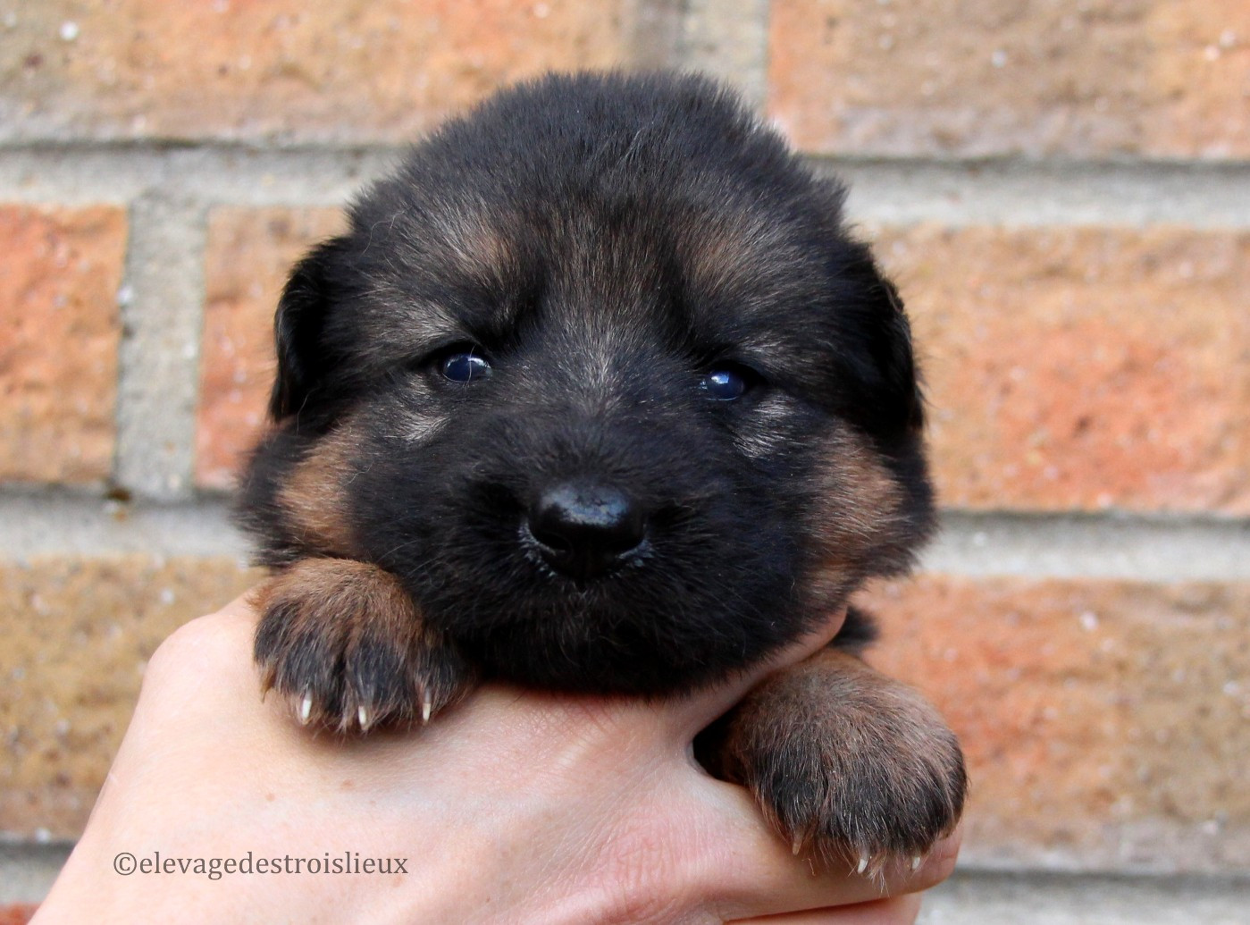 Des Trois Lieux - Chiots disponibles - Berger Allemand