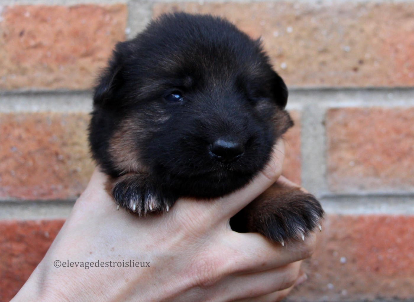 Des Trois Lieux - Chiots disponibles - Berger Allemand