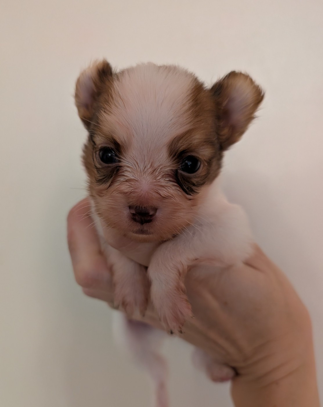 Des Trois Lieux - Chiots disponibles - Epagneul nain Continental (Papillon)