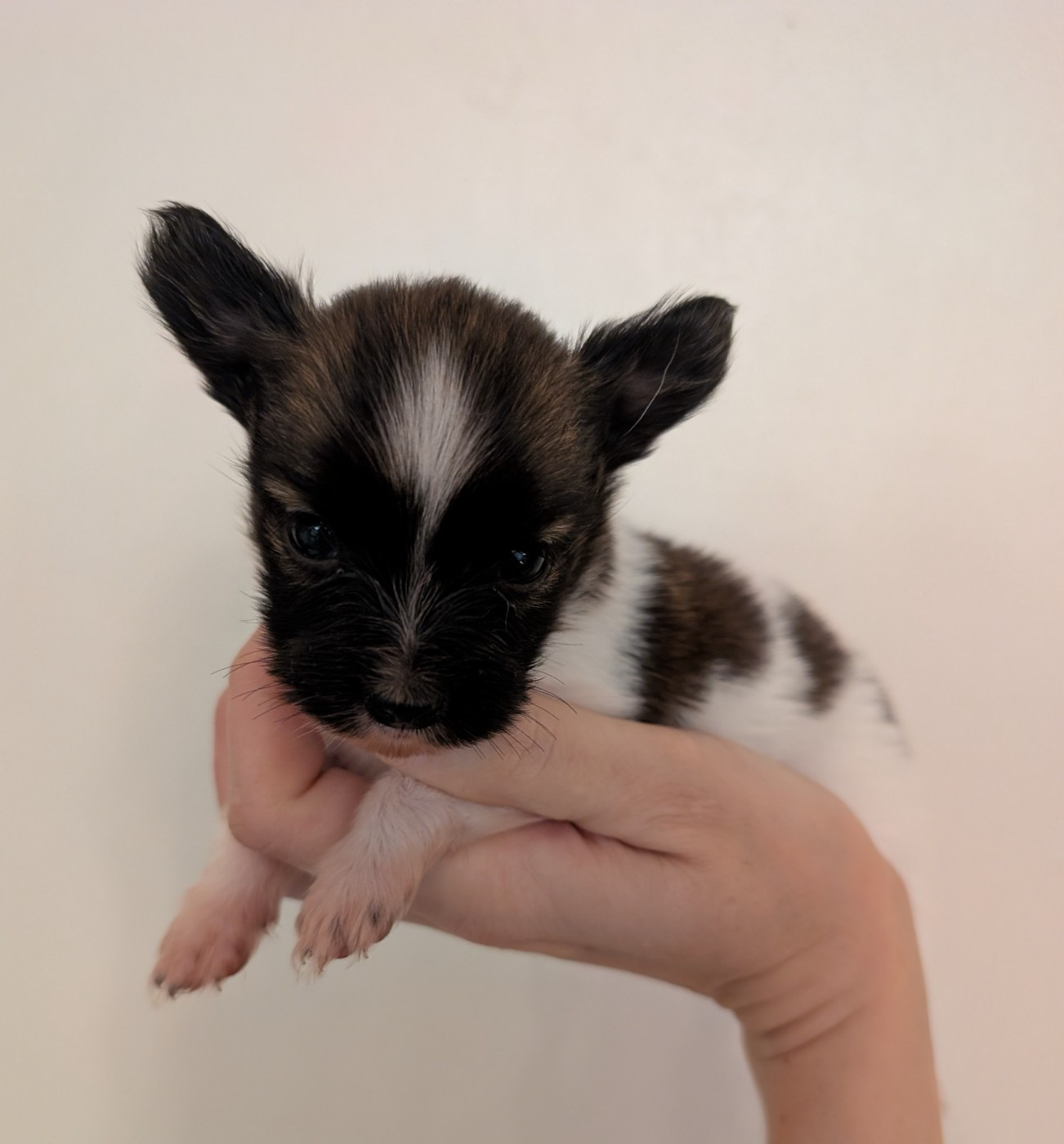 Des Trois Lieux - Chiots disponibles - Epagneul nain Continental (Papillon)