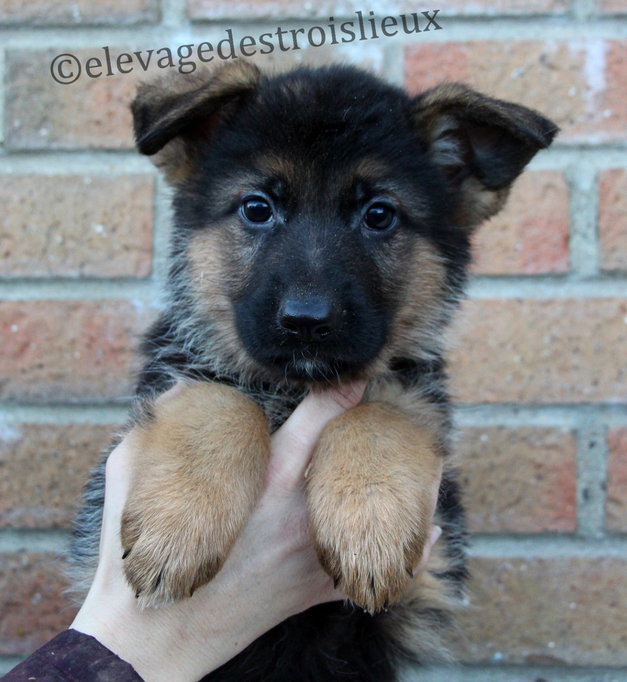 Des Trois Lieux - Chiots disponibles - Berger Allemand