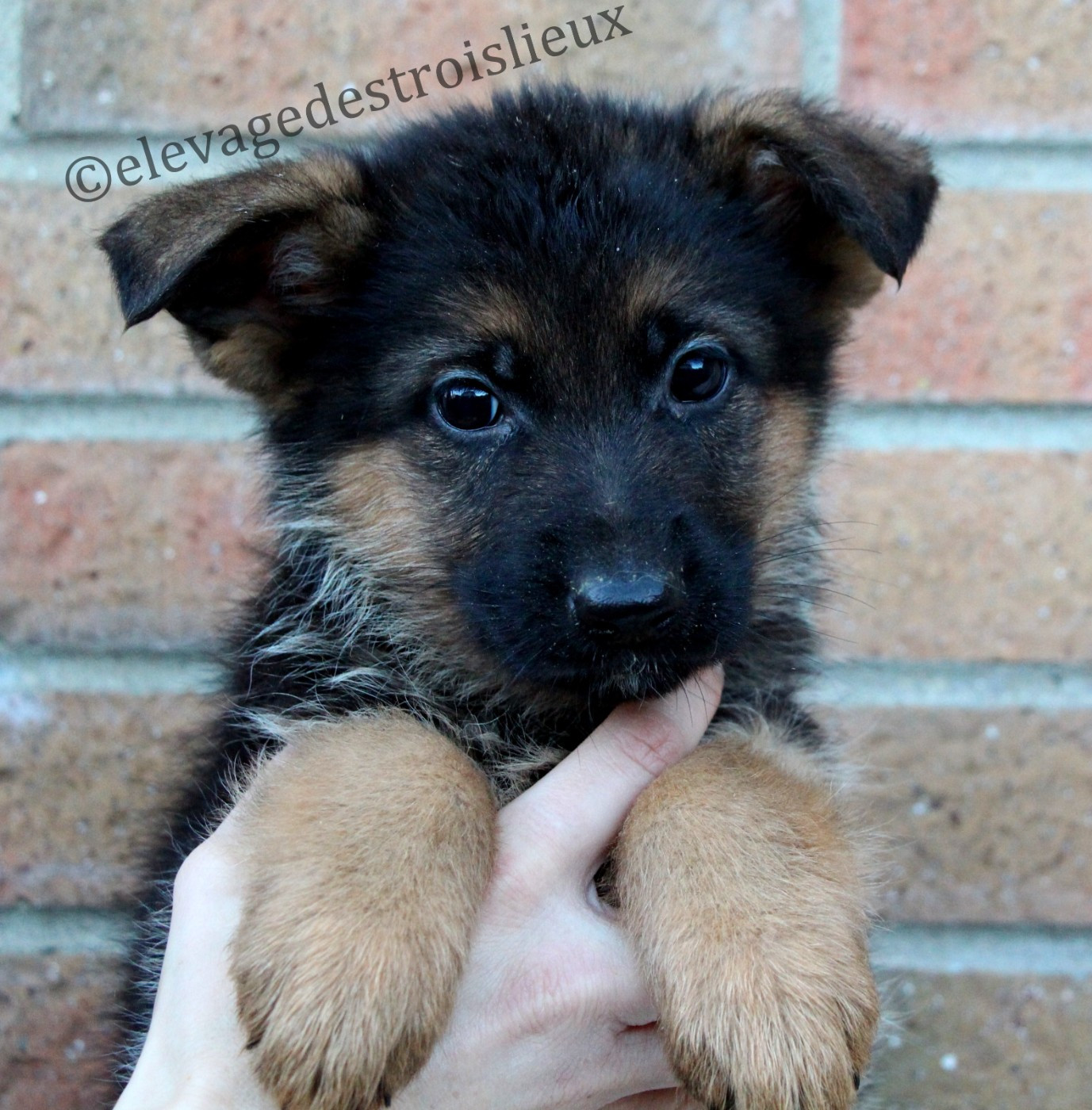 Des Trois Lieux - Chiots disponibles - Berger Allemand