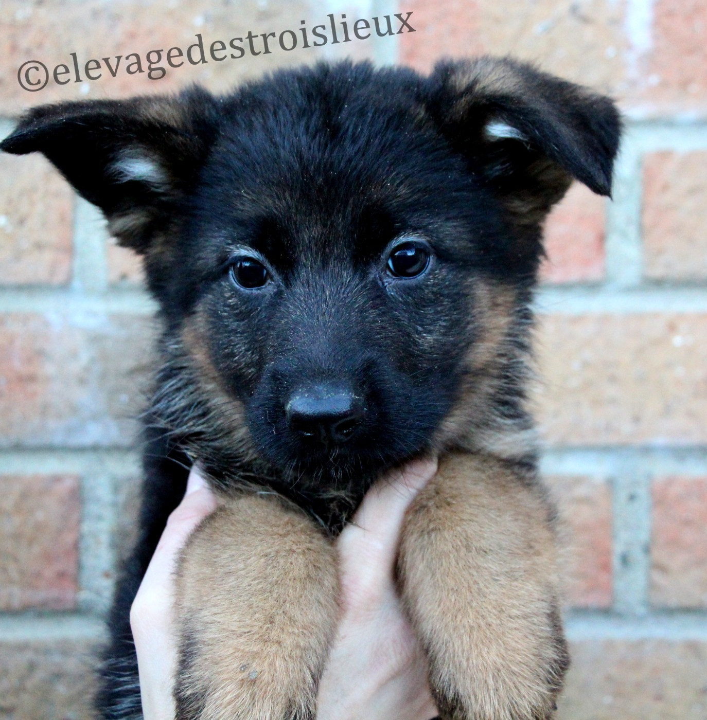 Des Trois Lieux - Chiots disponibles - Berger Allemand