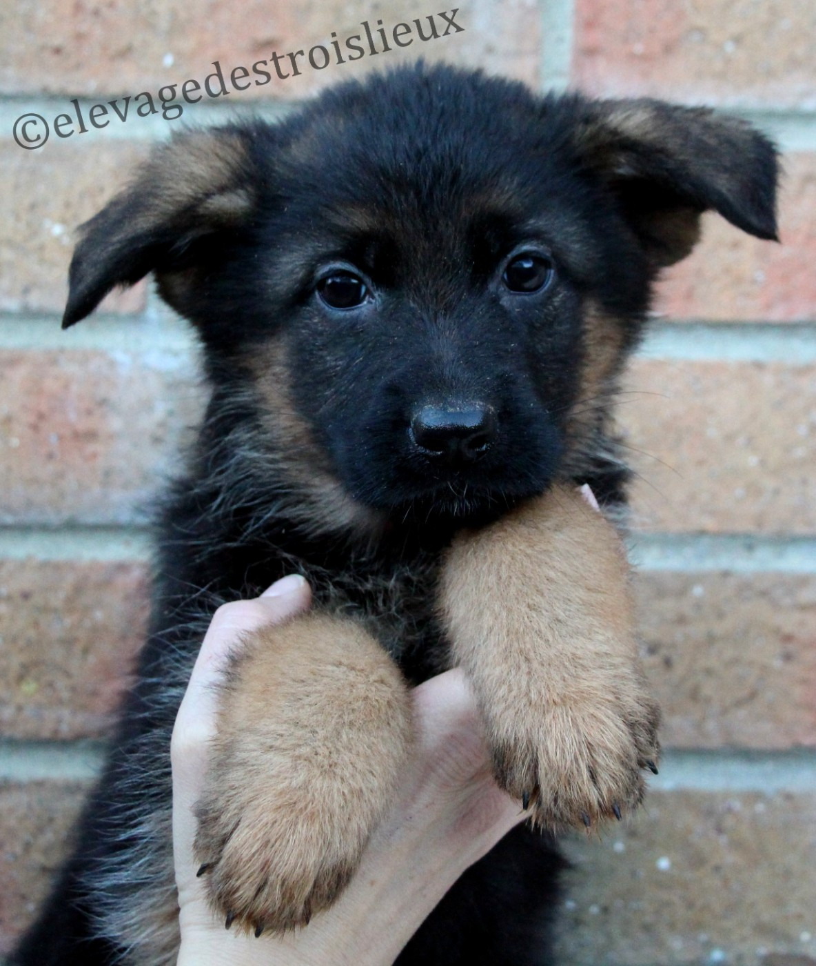 Des Trois Lieux - Chiots disponibles - Berger Allemand