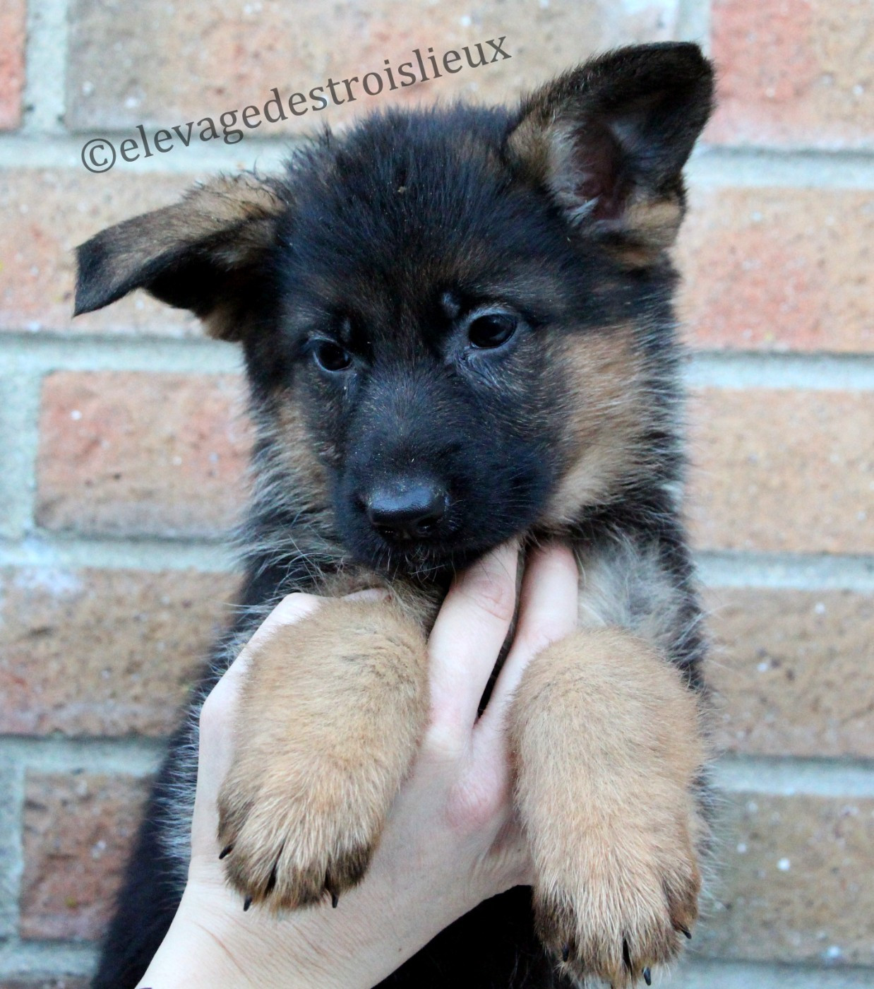 Des Trois Lieux - Chiots disponibles - Berger Allemand