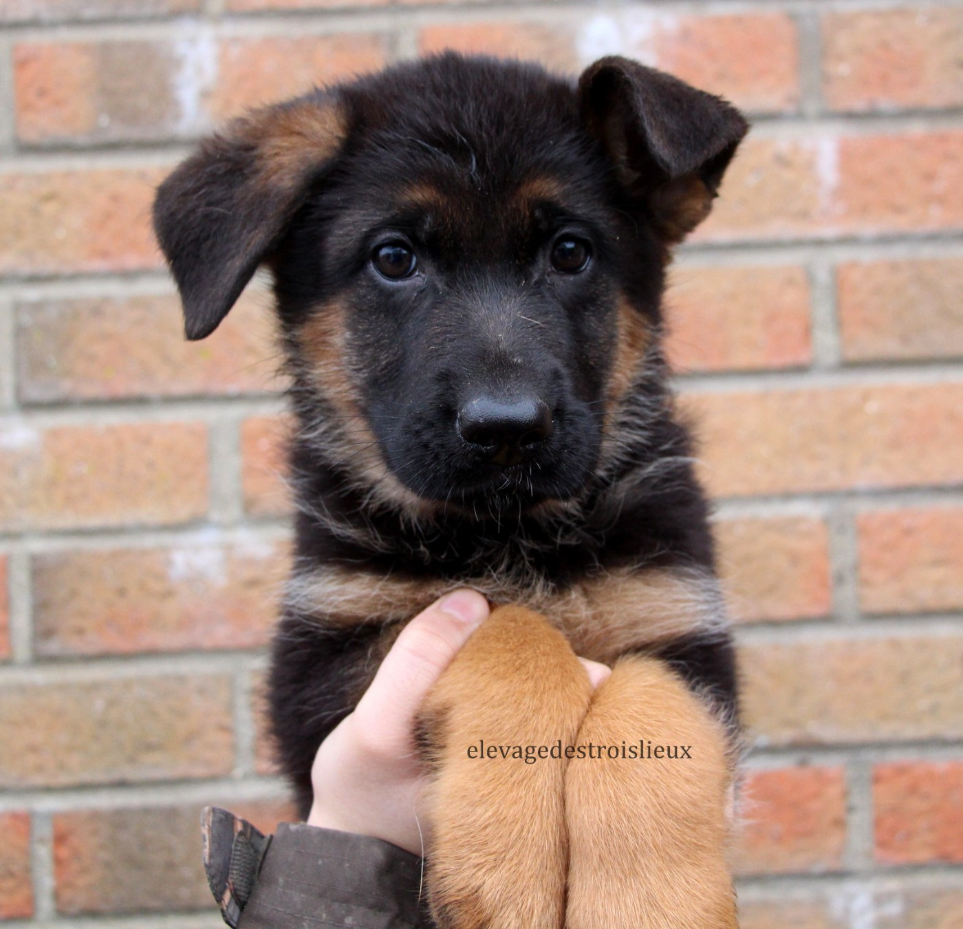 Des Trois Lieux - Chiots disponibles - Berger Allemand
