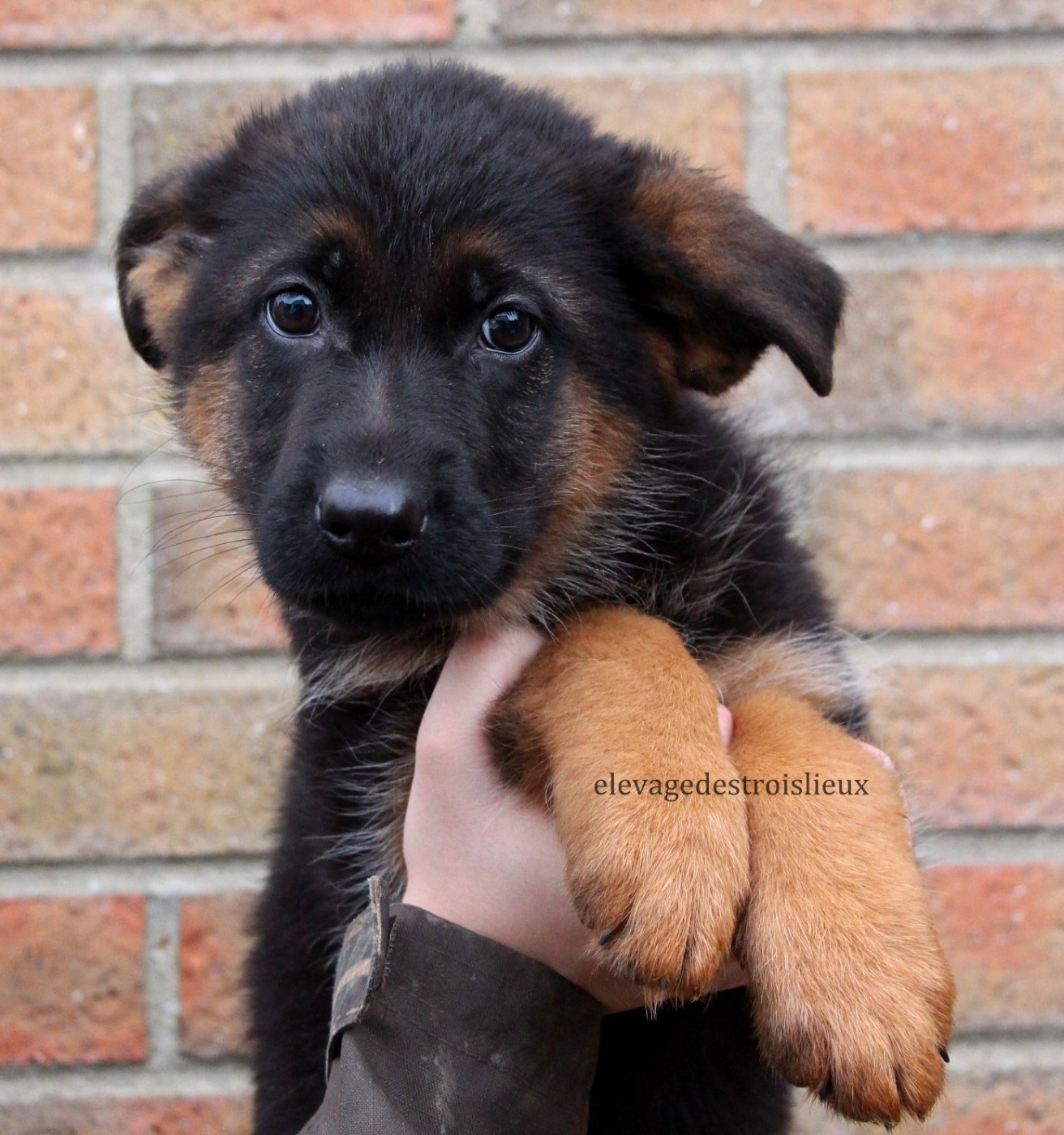 Des Trois Lieux - Chiots disponibles - Berger Allemand