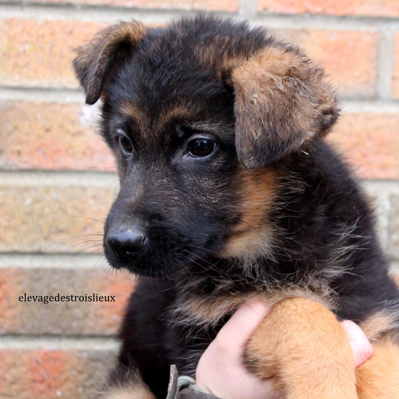 Des Trois Lieux - Chiots disponibles - Berger Allemand