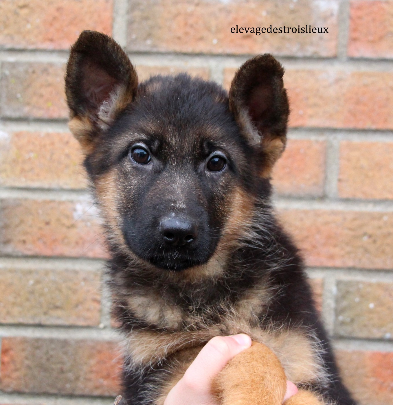 Des Trois Lieux - Chiots disponibles - Berger Allemand
