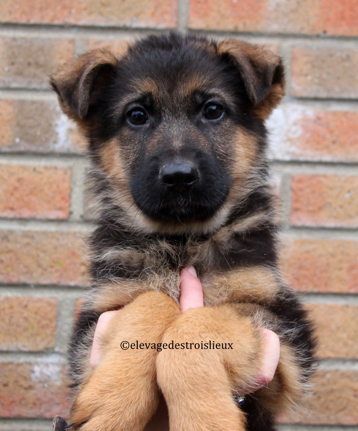 Des Trois Lieux - Chiots disponibles - Berger Allemand