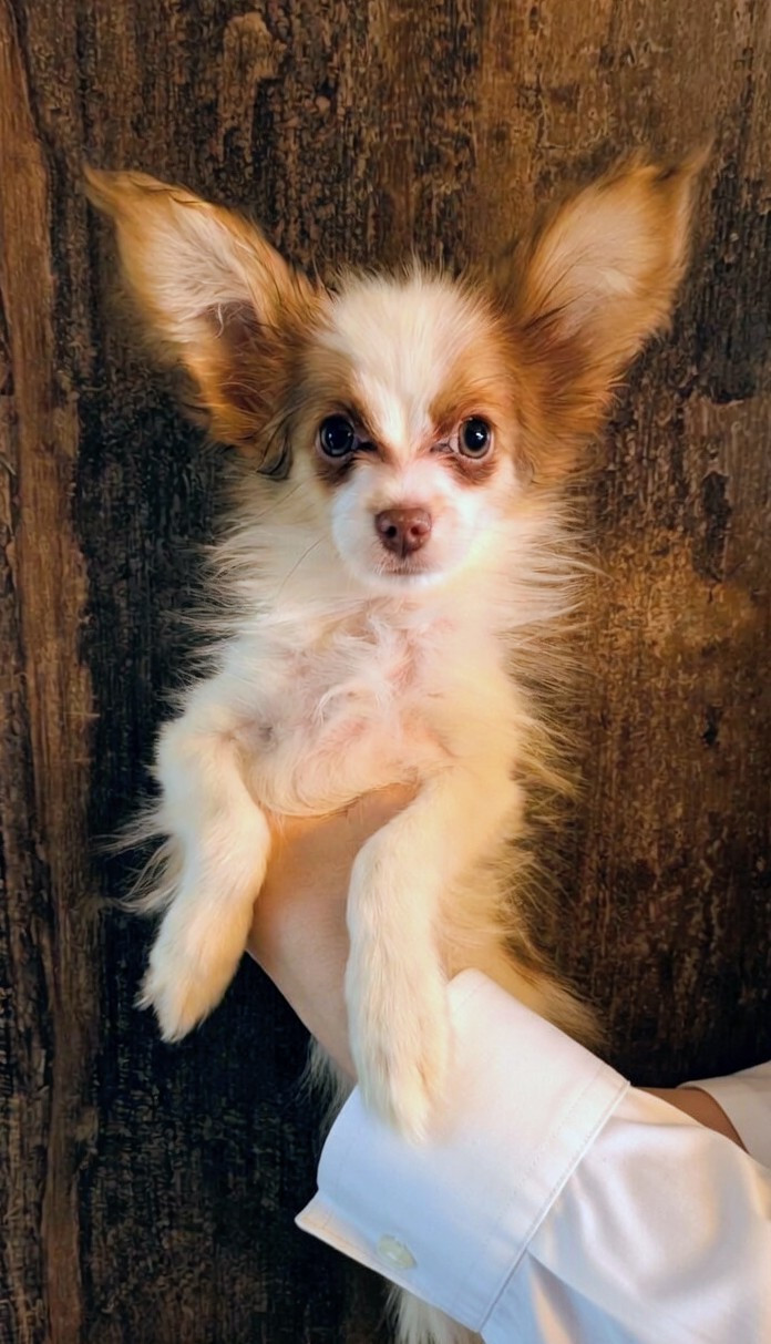 Des Trois Lieux - Chiots disponibles - Epagneul nain Continental (Papillon)