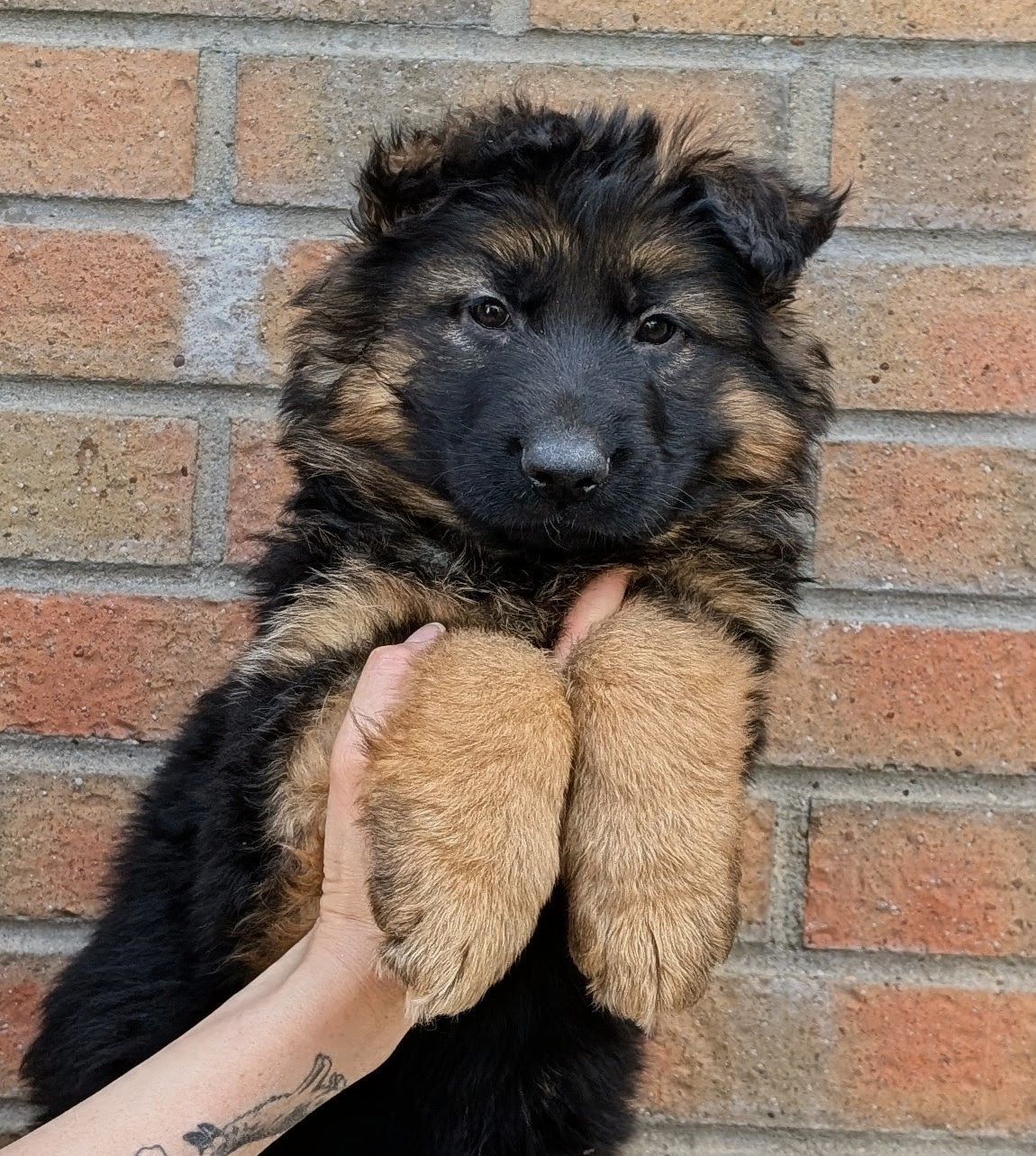 Des Trois Lieux - Chiots disponibles - Berger Allemand