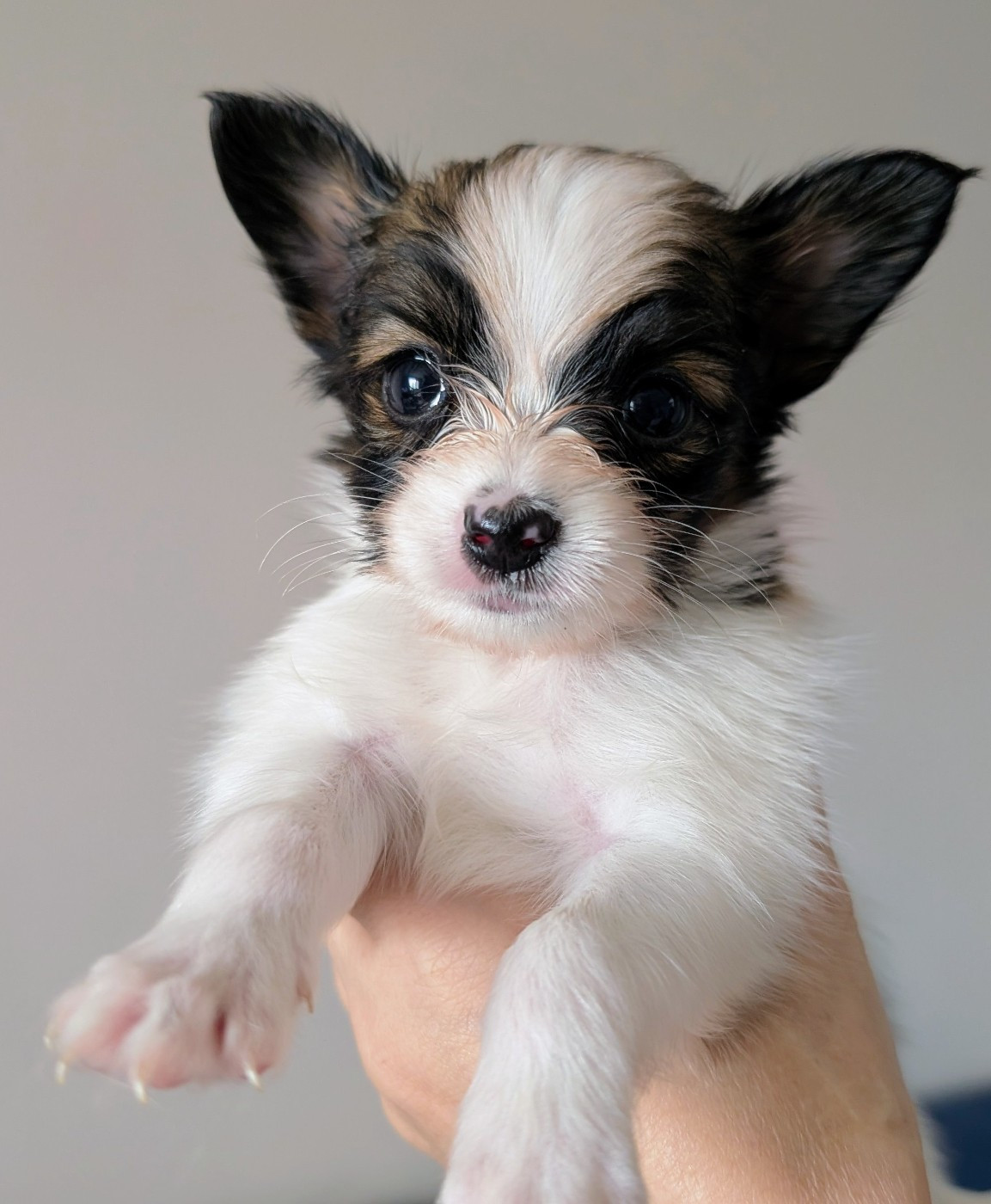 Des Trois Lieux - Chiots disponibles - Epagneul nain Continental (Papillon)