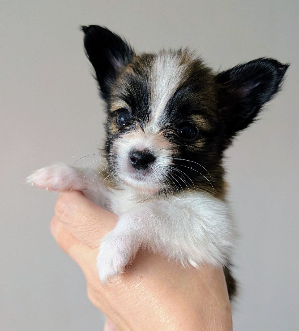 Des Trois Lieux - Chiots disponibles - Epagneul nain Continental (Papillon)