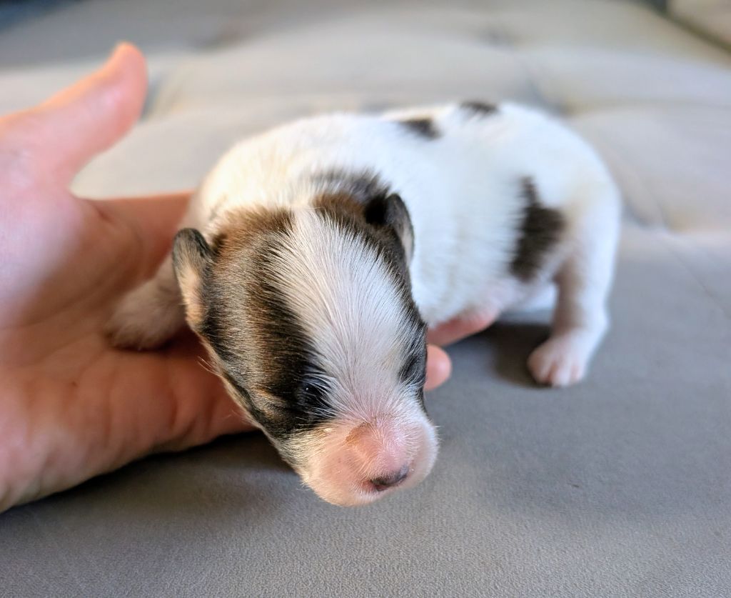 Des Trois Lieux - Epagneul nain Continental (Papillon) - Portée née le 14/09/2025
