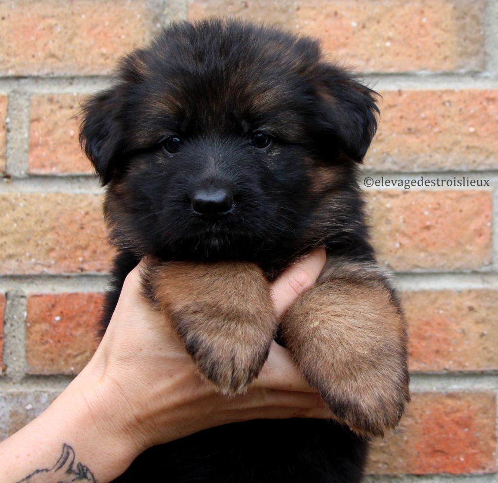 Des Trois Lieux - Chiots disponibles - Berger Allemand