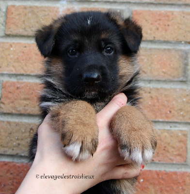 CHIOT