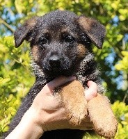 Roxy