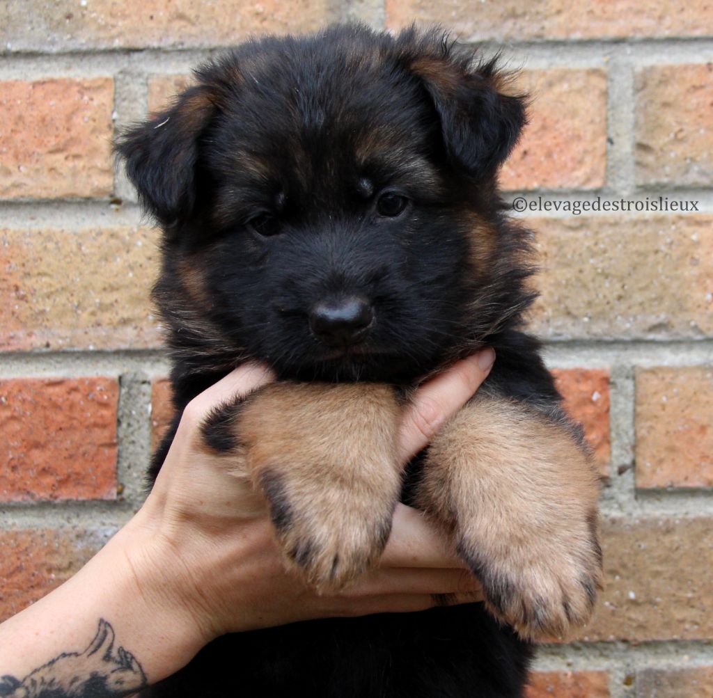 Des Trois Lieux - Chiots disponibles - Berger Allemand