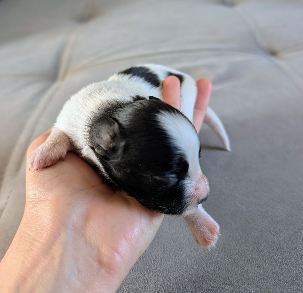 Des Trois Lieux - Epagneul nain Continental (Papillon) - Portée née le 14/09/2025