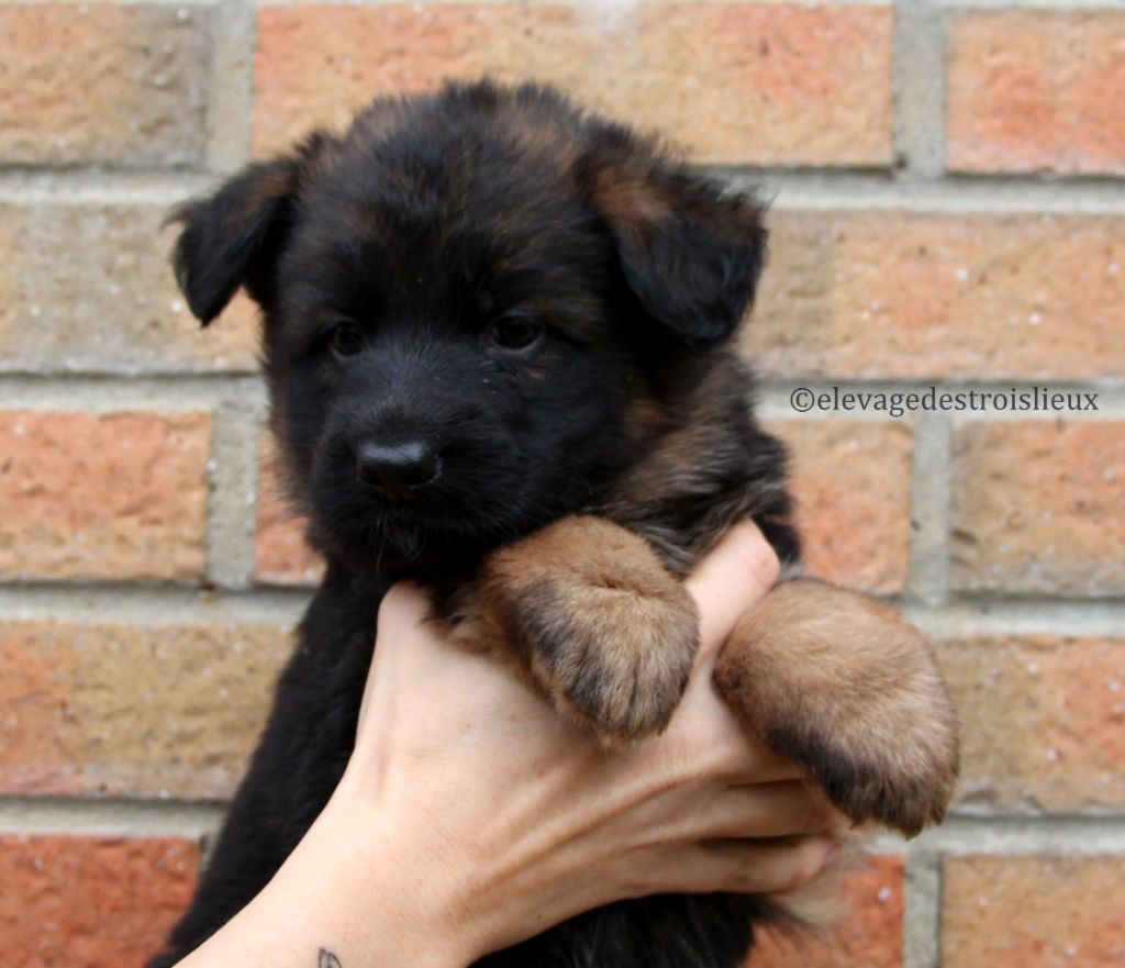 Des Trois Lieux - Chiots disponibles - Berger Allemand