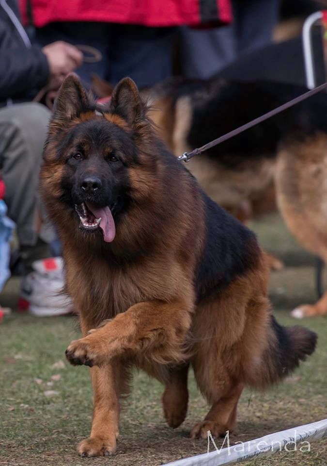 Chiot Berger Allemand Des Trois Lieux