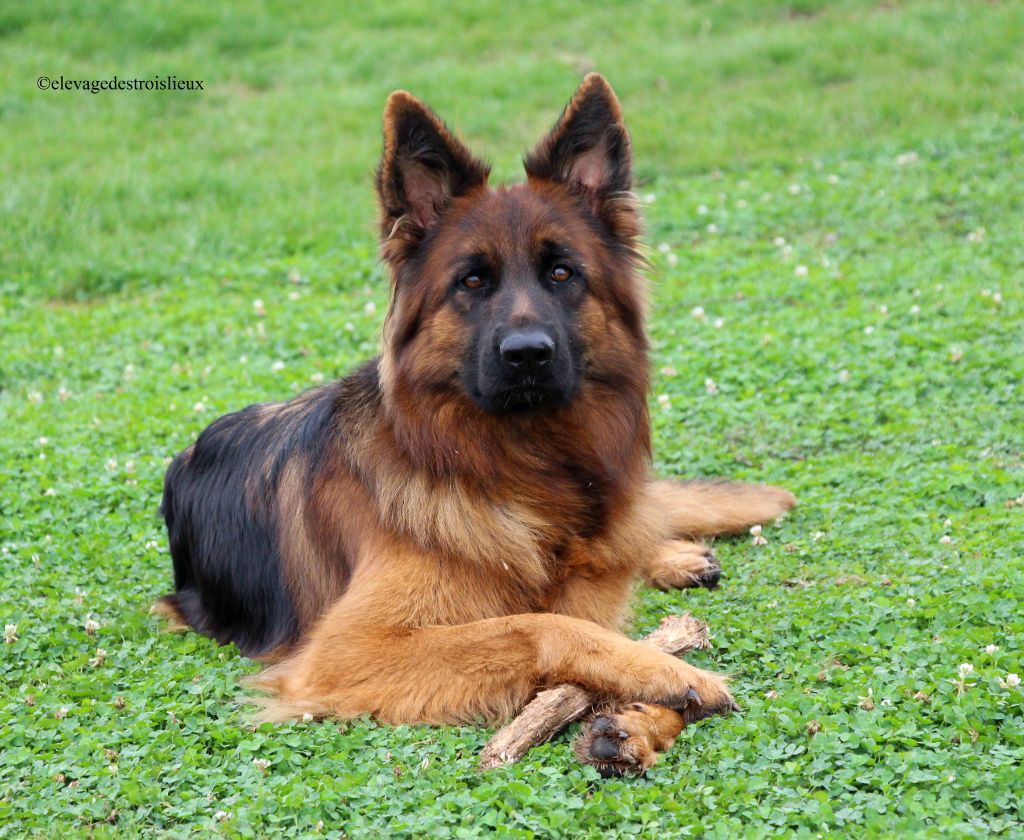 Chiot Berger Allemand Des Trois Lieux