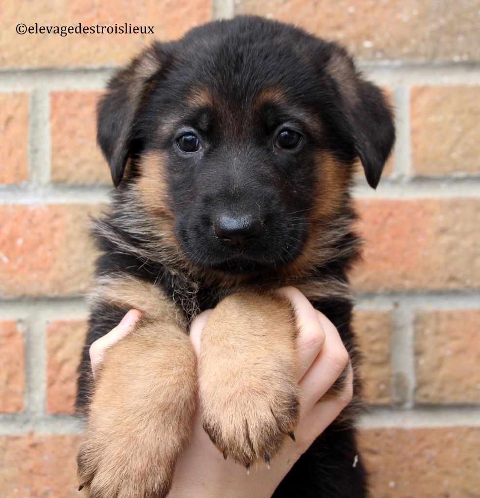 Des Trois Lieux - Chiots disponibles - Berger Allemand